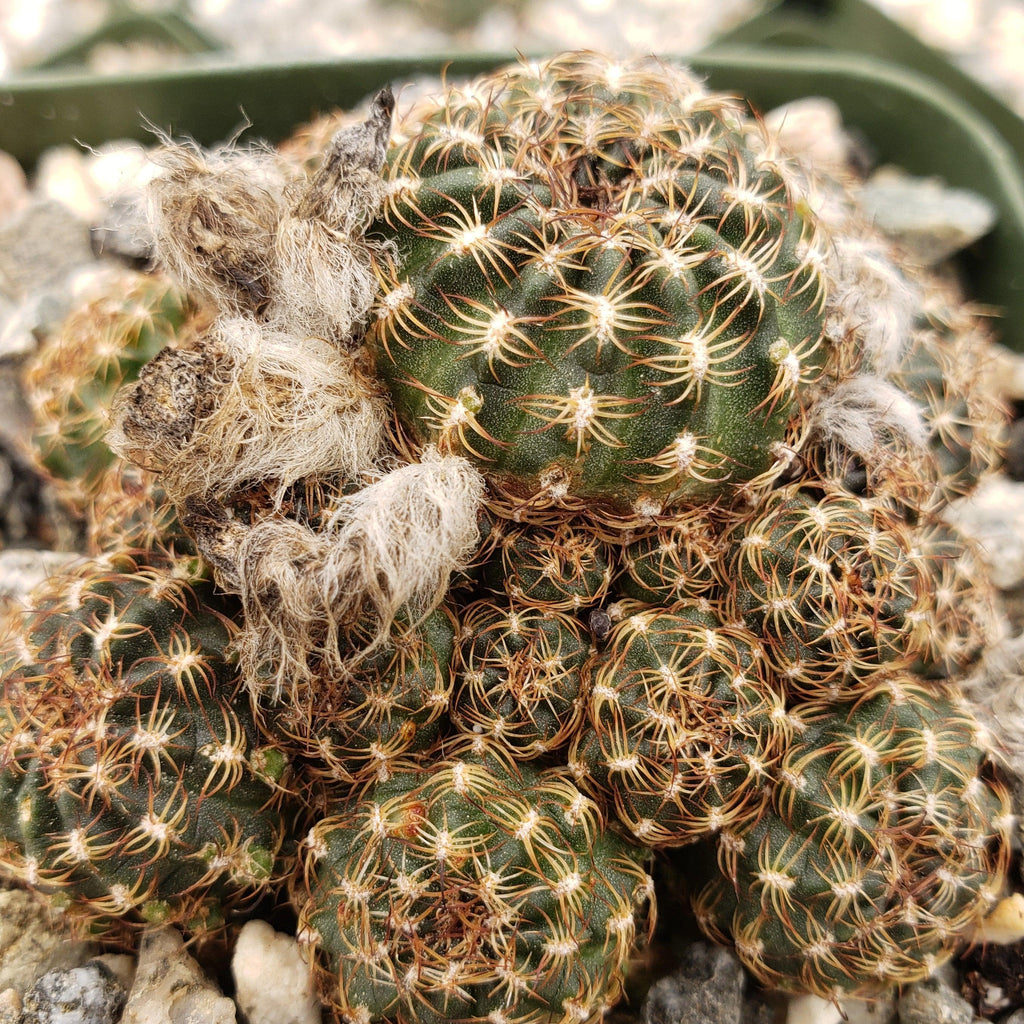 lobivia distefanoiana