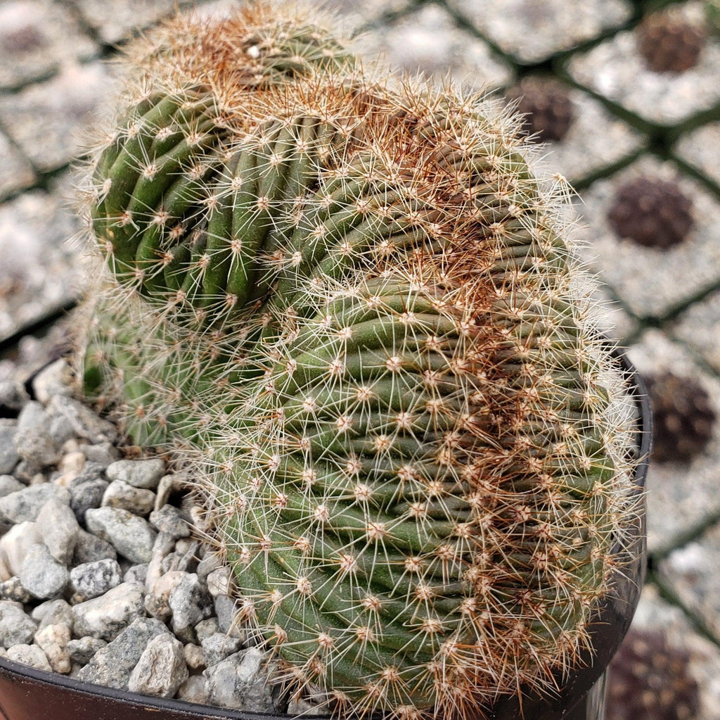 Echinopsis carterpillar crest