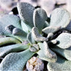 Aloinopsis rosulatum