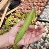 Hylocereus undatus Pitahaya Dragon Fruit cutting