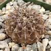 Gymnocalycium occultum