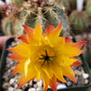 Echinocereus ochoterenae