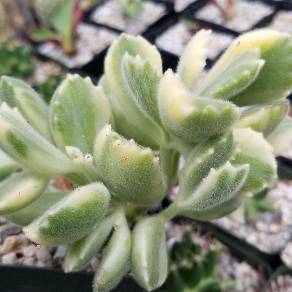 Variegated Bear Paw Succulent - Cotyledon ladismithiensis Variegata
