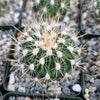 Echinofossulocactus ochoterenae