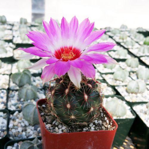 Thelocactus bicolor ssp. schwarzii