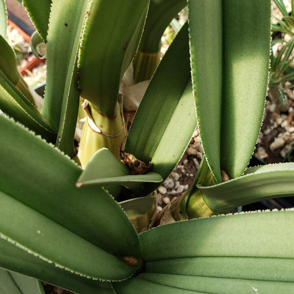 Eulophia petersii Desert Orchid Large