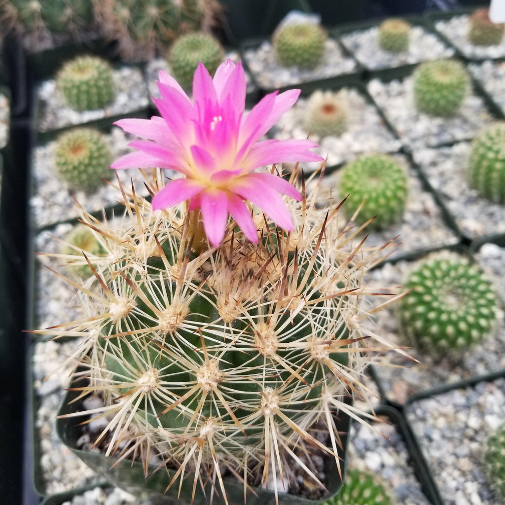 Neoporteria coimasensis