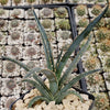 Saw Leaf Agave - Agave xylonocantha &