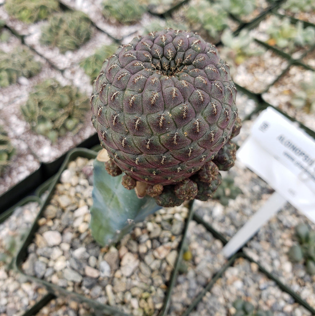 Sulcorebutia rauschii grafted Large