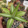 Agave lophantha splendida – Center Stripe Agave