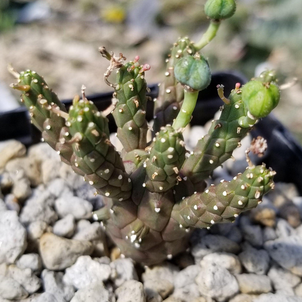 Euphorbia gamkaensis