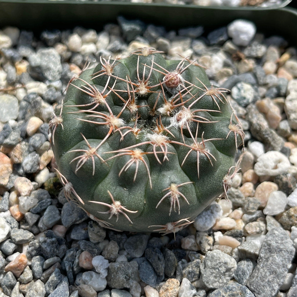 Gymnocalycium ruta