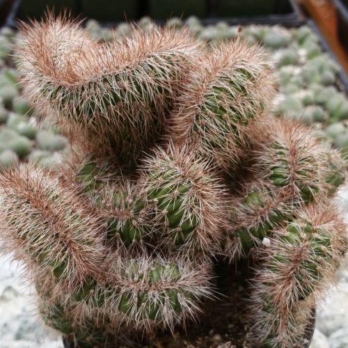 Stenocereus hollianus cristata