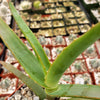 Aloe thraskii