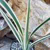 Dianella tasmanica variegata