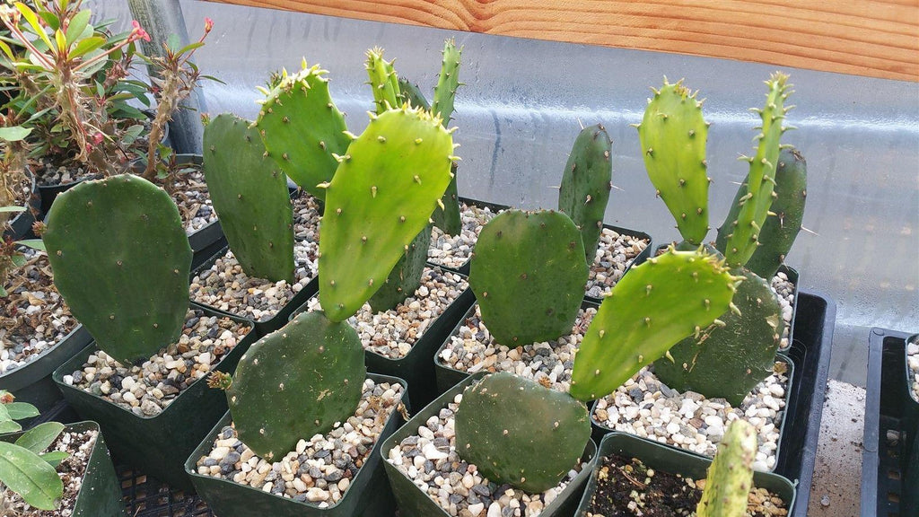 Opuntia Emerald wave