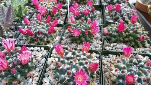Mammillaria bucareliensis