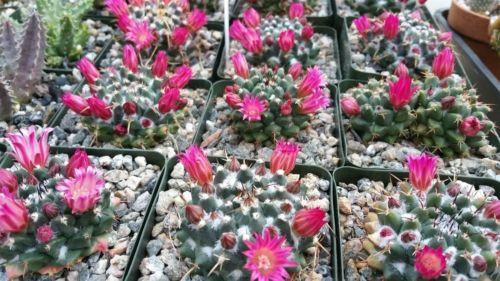 Mammillaria popular bucareliensis cv super Erusamu