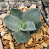 Agave Parryi Raulston