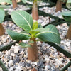 Adenium Obesum Shada