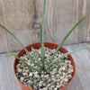 Agave stricta ‘Hedgehog Agave’