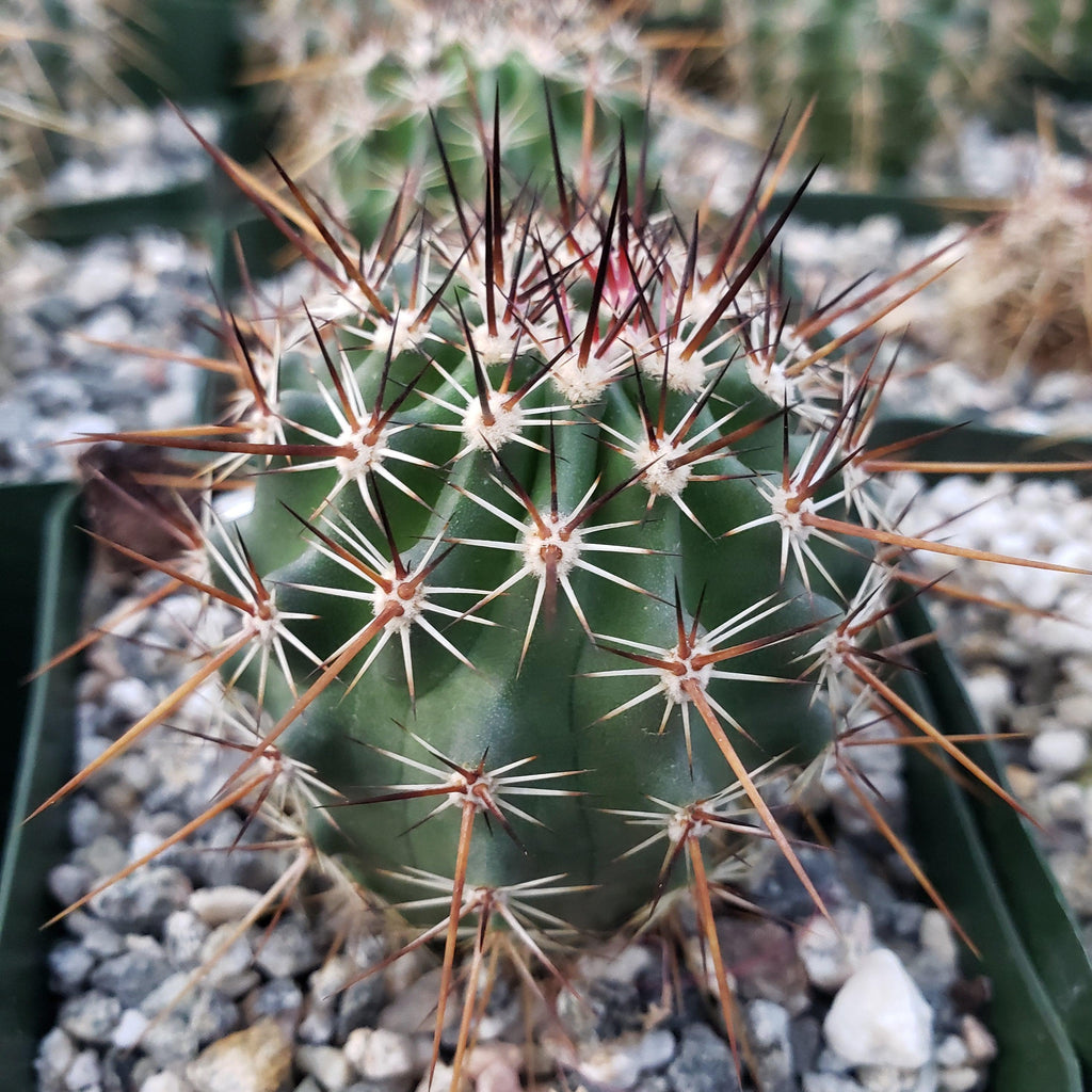 Echinocereus ferreirianus