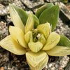 Haworthia cymbiformis variegata