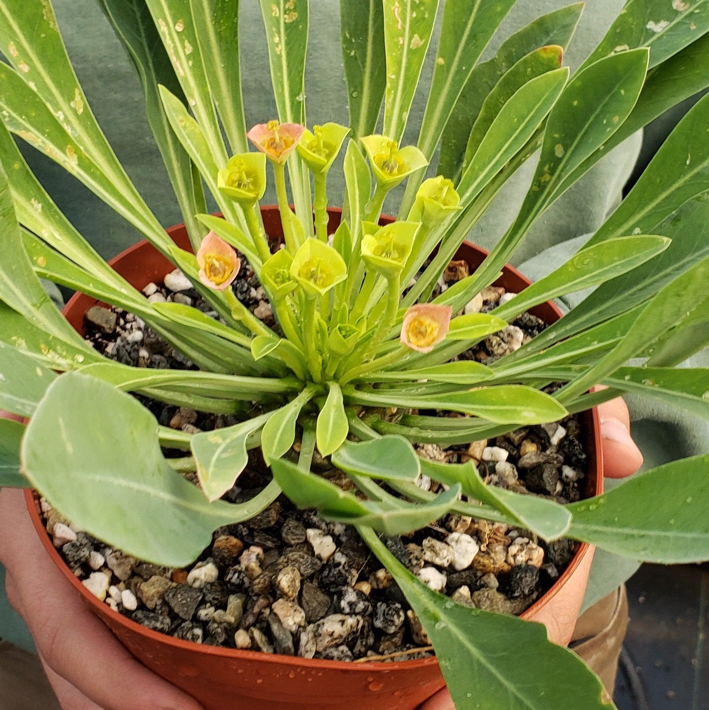 Euphorbia bupleurifolia large Specimen