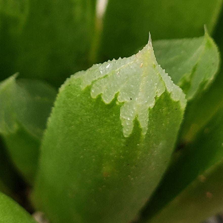 Haworthia Harry johnson