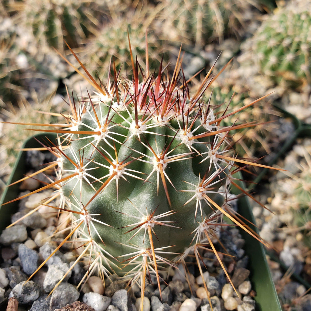 Echinocereus ferreirianus