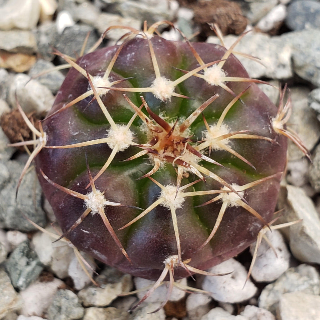 Disocactus crystallopfhilus