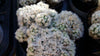 Mammillaria gracilis fragilis monstrose