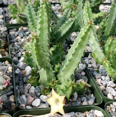 Huernia bayeri