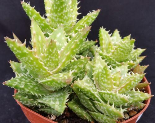 Aloe juvenna