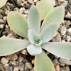 Echeveria cante