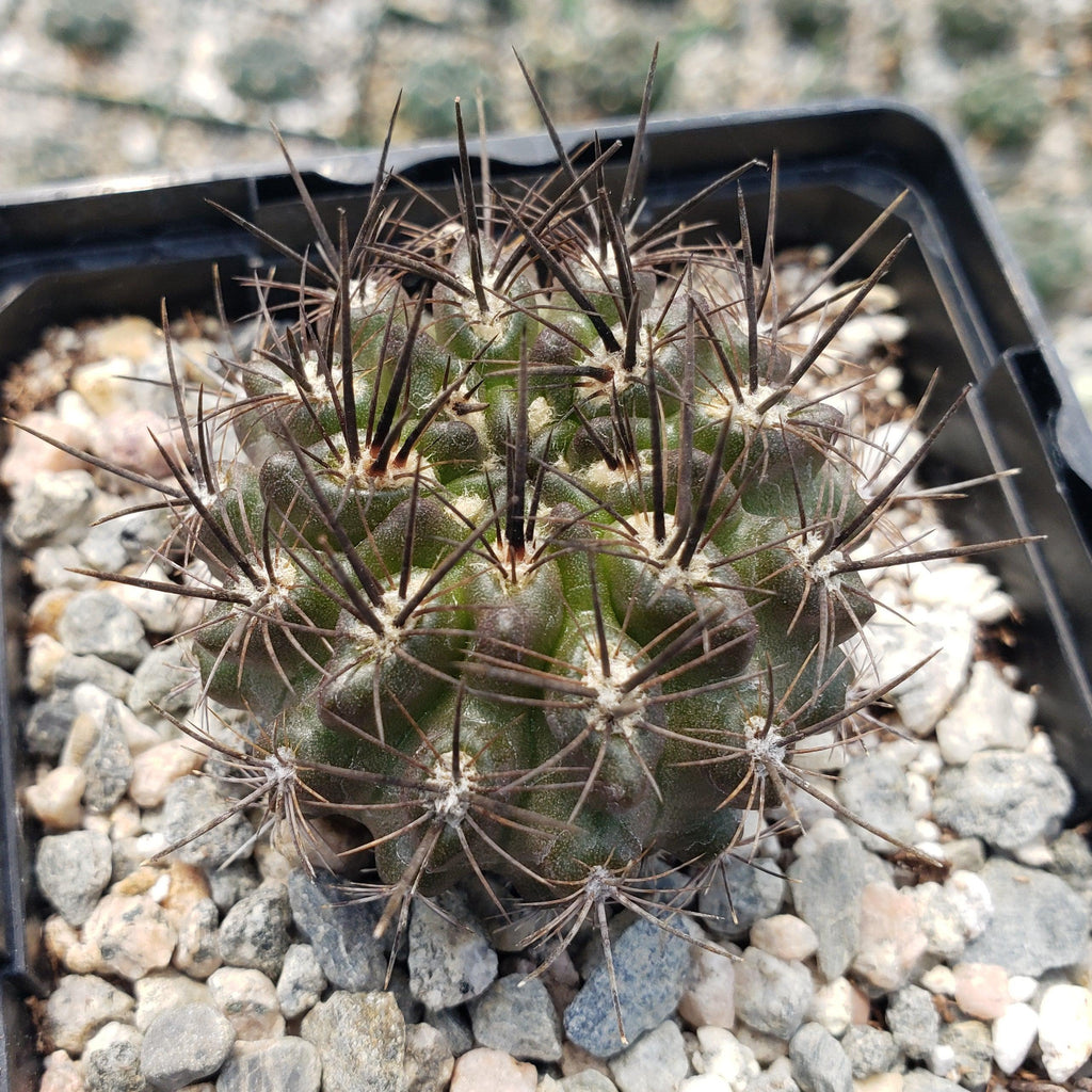 Neoporteria Violaciflora