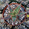 Aloe Hybrid