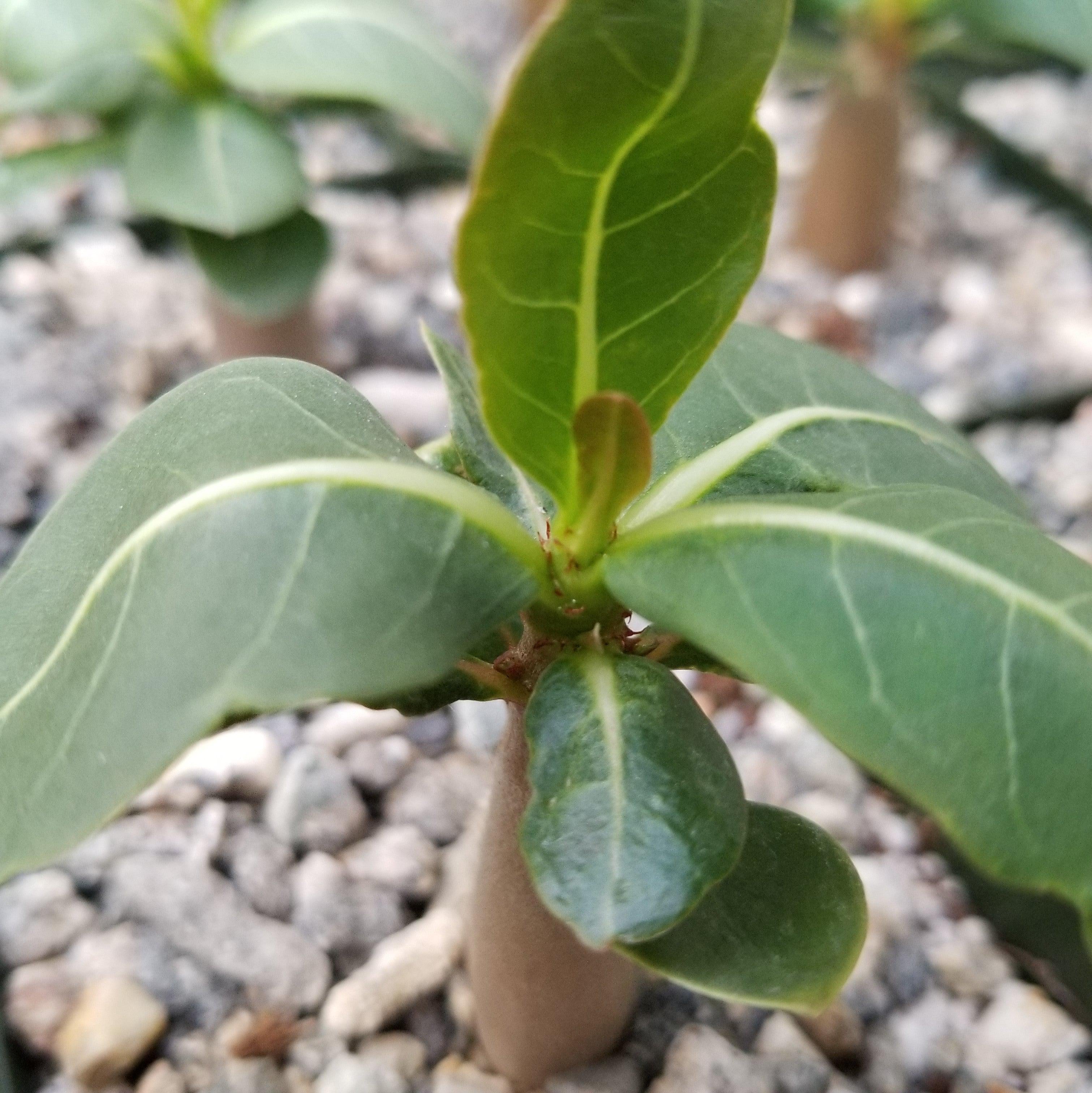 Adenium Obesum Shada