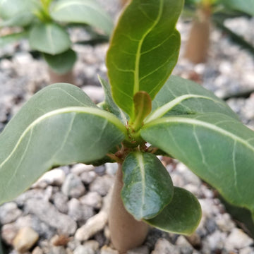 Adenium Obesum Shada or Desert Rose Plants for Sale