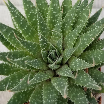 do deer like aloe vera plants 'Lace Aloe