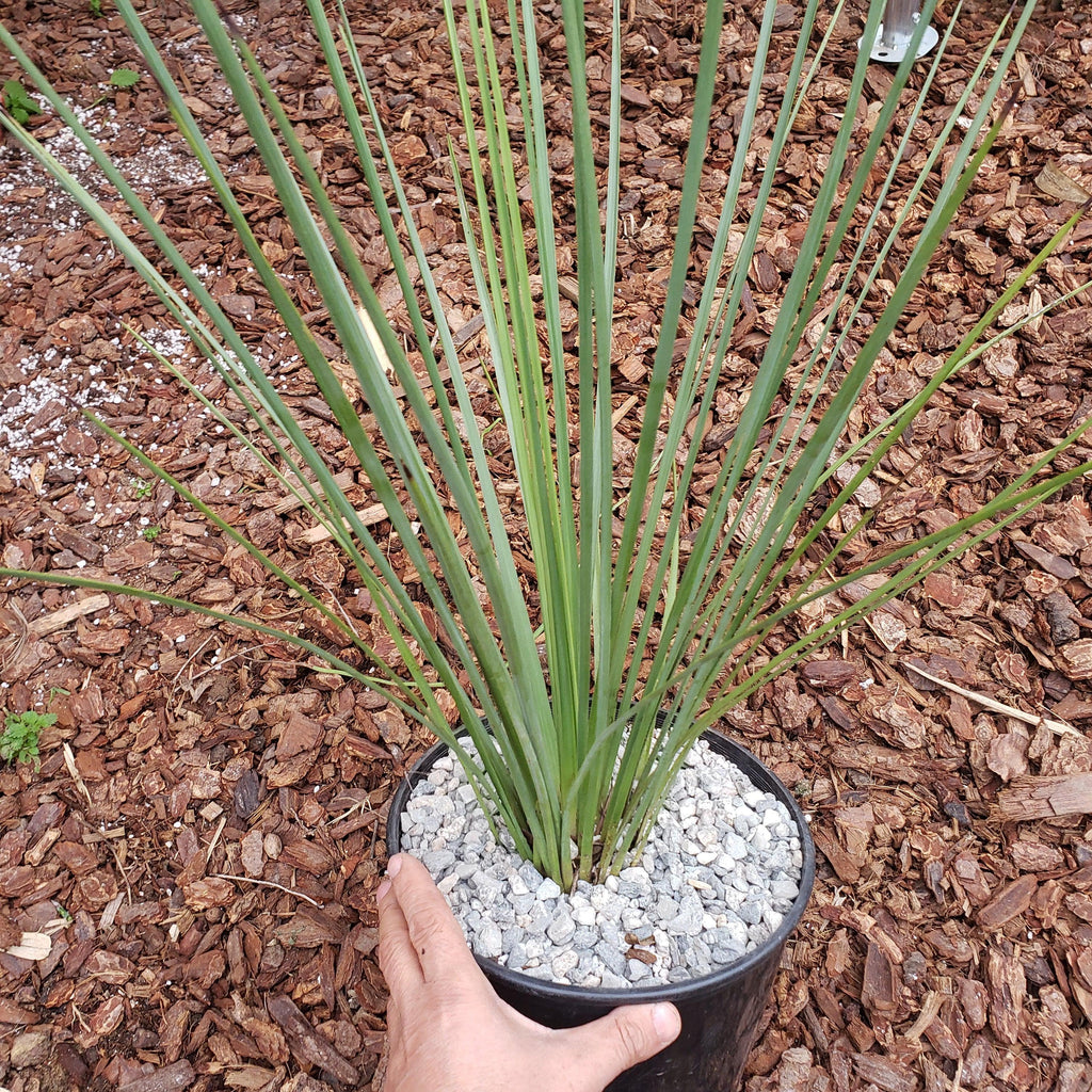 gal Hesperoyucca whipplei Specimen
