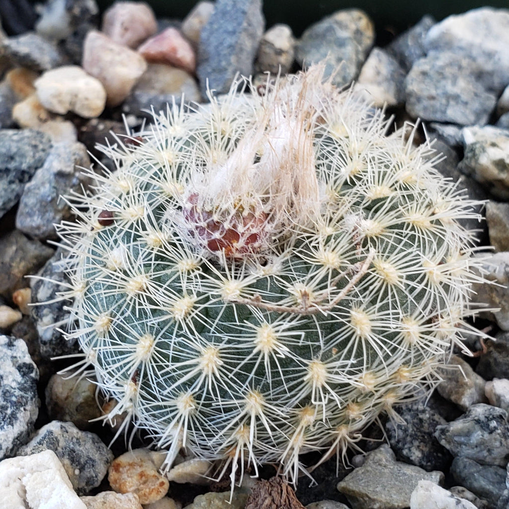 Frailea tenuissima albisetosa