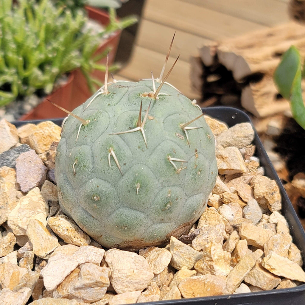 tephrocactus geometricus alexanderi