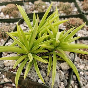 pincushion succulent Peperomia ferryrae