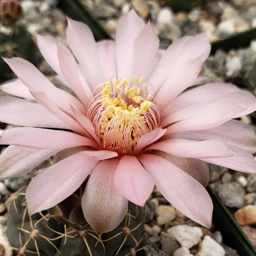 Gymnocalycium schatzlianum mackieanus