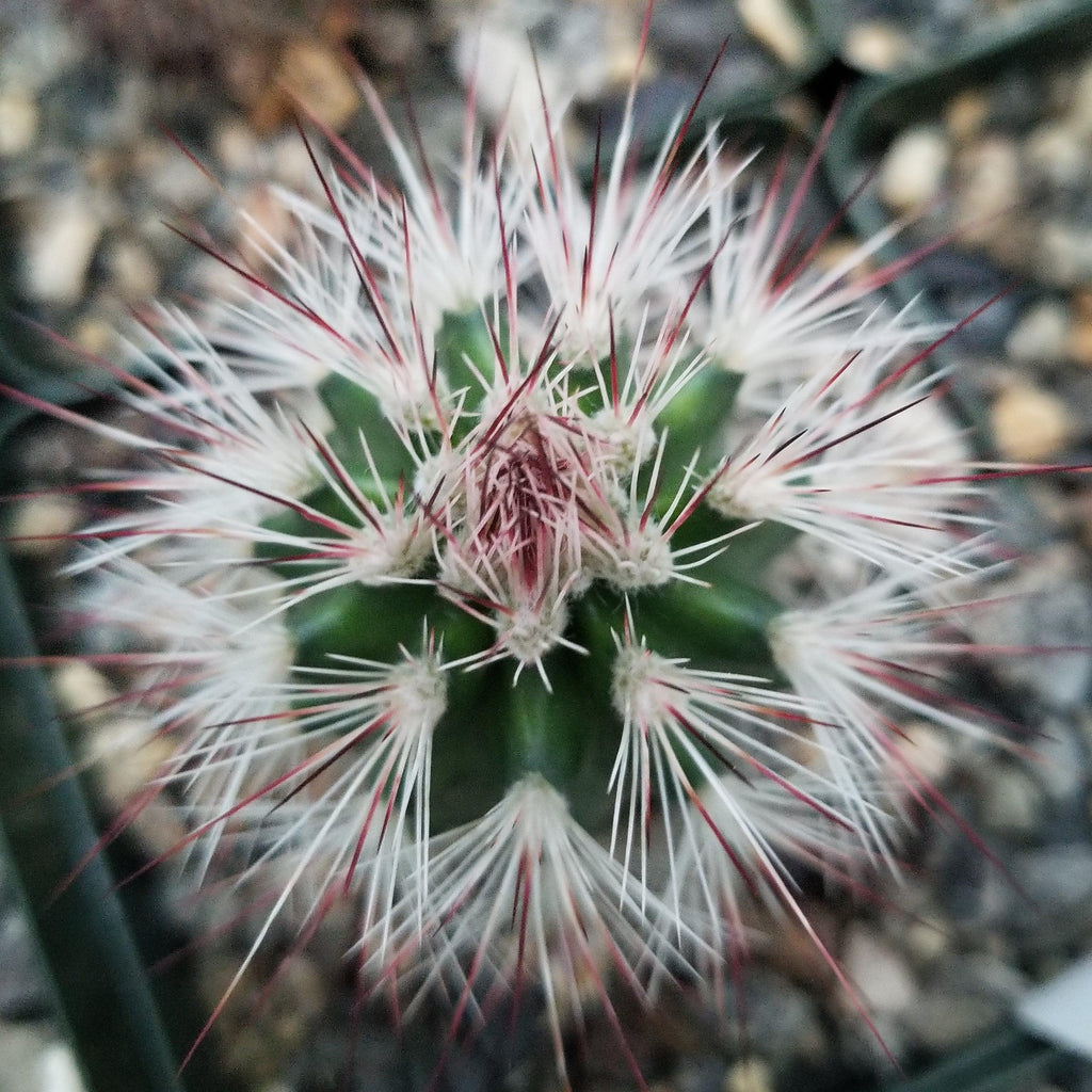 Echinocereus Rusanthus Vulpicandae