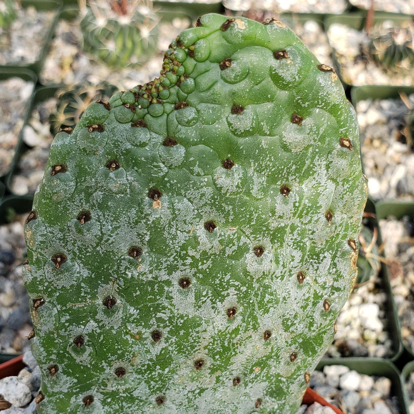 will roundup kill prickly pear cactus Opuntia Consolea rubescens road kill – Planet Desert