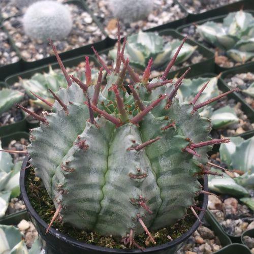 Euphorbia horrida urchin