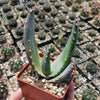 Aloe comptonii