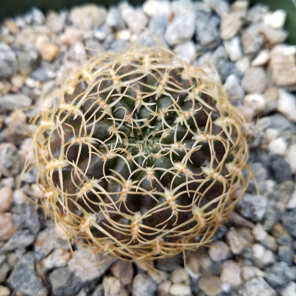 Sulcorebutia candiae